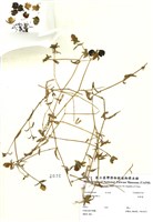 藏品(狗筋蔓)的圖片